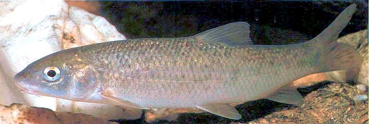 Luciobarbus (Barbus) bocagei_02.jpg